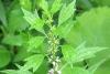 Motherwort, Organically Grown_Anarres