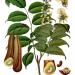 Illustration of Myroxylon pereira Peru Balsam in ''Koehler's Medicinal-Plants'' 