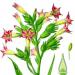 Nicotiana tabacum by Köhler in Medizinal-Pflanzen