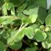 Origanum vulgare growing in Merrifield Garden Center, Merrifield VA USA.