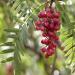 Pink peppercorns (Schinus molle) with leaves growing