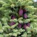 Black spruce Picea mariana purple cones