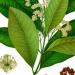 Illustration of the Pimenta dioica plants leaves and blossoms