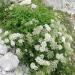 Leaves and blossoms of the Pimpinella anisum syn. Anisum vulgare aka aniseed