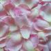 Pink Rosa damascena petals