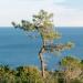 Pinus pinaster the maritime aka cluster pine tree in front of ocean.