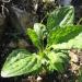 Plantain Plantago major Herb, growing in soil