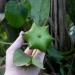 A hand holds the fruit of Plukenetia volubilis