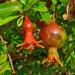 Punica granatum, Lythraceae, Pomegranate, developing fruits. Botanical Garden Ka