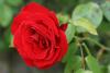 Perfume: Soliflore, Damask Rose