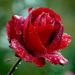Red rose with moisture and frost Red rose with moisture and frost