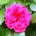 Rosa damascena red pink rose absolute 100%