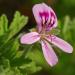 A single geranium flower Pelargonium graveolens (Geraniaceae)