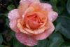 Facial, Massage & Bath Oil: Ricebran Rosehip Rose