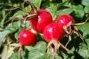Rosehip, Seedless, sold by the gram