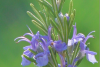 Rosemary, Certified Organically Grown Essential Oil