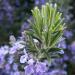 Rosemary needles surrounded by its flowers