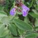 Salvia officinalis L., Mediterranean (Lamiaceae) - Botanical garden of Fribourg