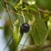 Santalum album from Thane, India