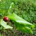 Santalum album leaves twig and red berry