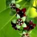Sandalwood Album Indonesian blossoms