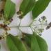 Indian sandalwood leaves and berries