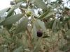 Sandalwood, Quandong Northern, Essential Oil, sold by the mL Sandalwood, Quandong Northern, Essential Oil, sold by the mL