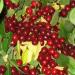 Schisandra chinensis (Turcz.) Baill. Schisandra chinensis (Turcz.) Baill.