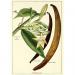 Illustration shows Vanilla plant, flowers, beans