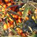 Sea buckthorn berries to make Extract: Sea Buckthorn, pulp 15:1