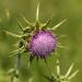 Flower of a milk thistle (Silybum marianum) at Mount Burdell Open Space Preserve, Marin County, California Flower of a milk thistle (Silybum marianum) at Mount Burdell Open Space Preserve
