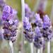 Lavender blossoms