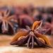 An open pod showing the seeds of Illicium verum aka Chinese Star Anise
