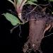 Comfrey Root, Symphytum officinale Comfrey Root, Symphytum officinale