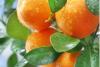 Tangerine 5 Fold Natural Blend