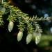 Tsuga canadensis immature cones.  liz west from Boxborough, MA - hemlock cones