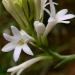 Tuberose Absolute Essential Oil 3% in Jojoba