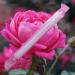 Vaginal Applicator with a background of a pink rose
