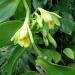 Vanilla planifolia flowering in Florida Southern College's greenhouses