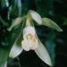 Vanilla planifolia flower