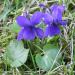 Viola odorata (Sweet Violet) on a lawn near Paris.