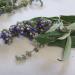 Chaste berries of Vitex agnus-castus L.in flower
