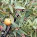 Western Australian sandalwood (Santalum spicatum) is a slow-growing hemiparasiti