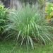 a bunch of Cymbopogon (Lemon Grass, Lemongrass, Citronella Grass or Fever Grass