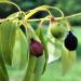 Santalum Album leaves and berries Photo taken in Taichung, Taiwan.