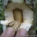 Figers hold open a flap of agarwood exposing the source of oud