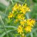 agrimony-flower_Anarres