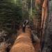 Tiny figure standing on a giant fallen log in a redwood forest