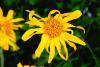 Arnica Whole Flowers