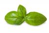 Basil Leaf, Certified Organic, Cut & Sifted, Sold by the Gram